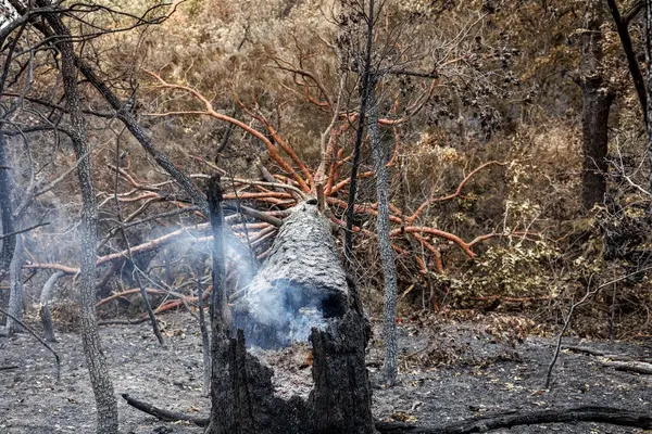 Katastrofale Resultater Massive Skovbrande Evros Regionen Grækenland Genopretnings Forebyggelsesforanstaltninger Miljøkatastrofe - Stock-foto