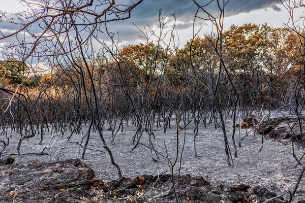 Resultados Catastróficos Incendios Forestales Masivos Región Evros Grecia Medidas Recuperación — Foto de Stock