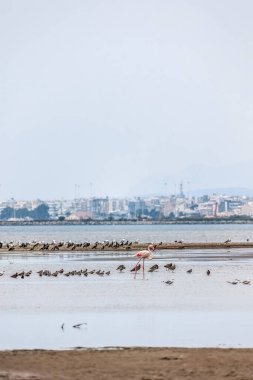 Dedeağaç Evros Yunanistan sahillerinde yürüyen güzel pembe flamingo sürüsü Delta Evros Ulusal Parkı yakınlarında, kış göçü.