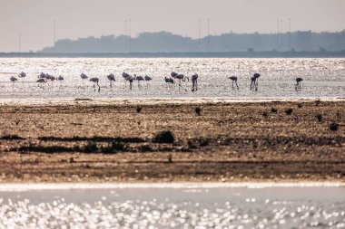 Alexandroupolis Evros Yunanistan sahillerinde yürüyen bir grup güzel flamingo silueti, altın saat günbatımı renkleri.