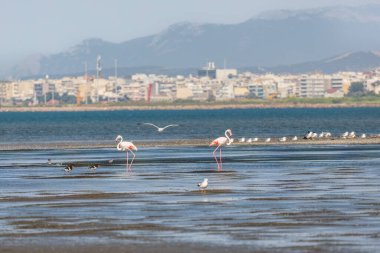 Dedeağaç Evros Yunanistan sahillerinde yürüyen güzel pembe flamingo sürüsü Delta Evros Ulusal Parkı yakınlarında, kış göçü.