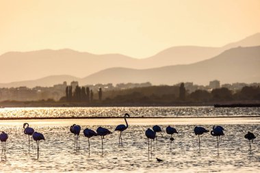 Alexandroupolis Evros Yunanistan sahillerinde yürüyen bir grup güzel flamingo silueti, altın saat günbatımı renkleri.