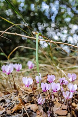 Cyclamen hederifolium, sarmaşık yapraklı siklamen veya ormanda yetişen sowbread pembe çiçekleri, bahçe tasarımı için ideal..