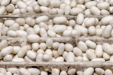 Soufli Evros Yunanistan 'da adım adım ipek üretimi, yapraklarda beyaz ipek koza.