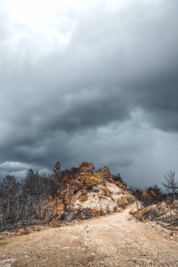 Dadia Orman Yenileme ve Yeniden Geliştirme Wildfire Evros Yunanistan 'dan sonra, Parnitha Dağı, Rodopi Dağı, Euboea Adası, Evia, British Columbia, Kanada, Amazon.