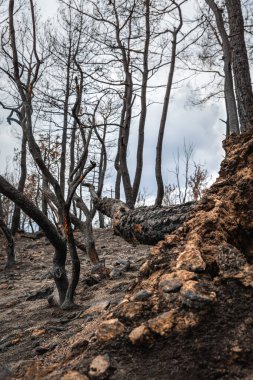 Dadia Orman Yenileme ve Yeniden Geliştirme Wildfire Evros Yunanistan 'dan sonra, Parnitha Dağı, Rodopi Dağı, Euboea Adası, Evia, British Columbia, Kanada, Amazon.