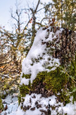 Güzel kış manzarası, dalda kar, ormanda sarı yapraklar..