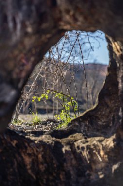 Evros bölgesinde, Yunanistan, Parnitha, Evia, Euboea, Kanada, Amazon 'da yanmış bir bölgenin kara toprağının ortasında küçük yeşil yeniden ağaçlandırılmış bir bitki ortaya çıkıyor..