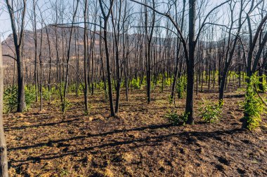 Yunanistan, Parnitha, Evia, Euboea, Kanada, Amazon Evros bölgesindeki orman yangınlarından sonra yeşil bir filiz.