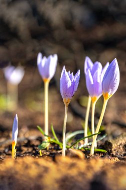 Crocus pulchellus ya da tüylü crocus ilkbahar erken mor çiçek orman yangınlarından sonra, doğa yeniden doğdu.