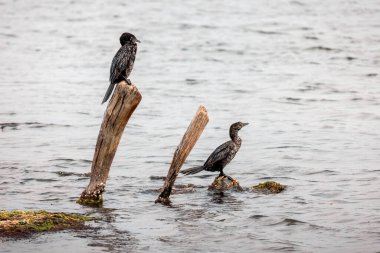 Two Pygmy cormorant or Microcarbo pygmaeus seabird sitting on the wood, Evros Delta National park. clipart