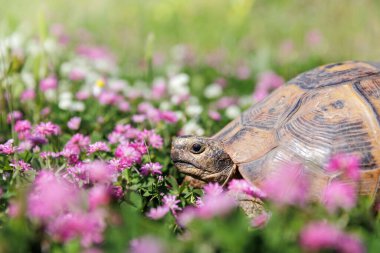 Pembe İran yoncası ya da trifolium resupinatum çiçeği ve bir kaplumbağa, bahar renkleri, duvar kağıdı boyutu.