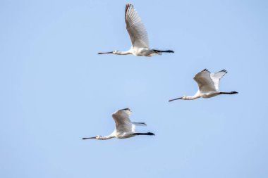 Uçan Avrasya kaşık faturası veya Evros Delta sulak arazisi Yunanistan 'da Platalea lökositi, kış kuşu göçü.
