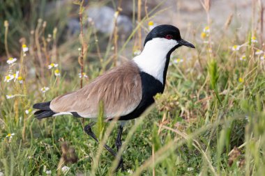 Üreme döneminde kanatlı laponoser ya da Vanellus spinosus kuşu, Ulusal Park Evros Deltası.