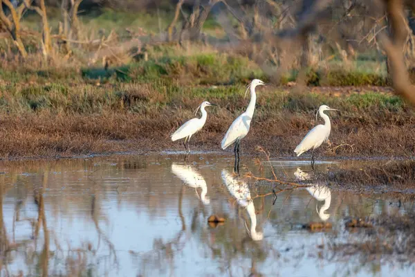 stock image Three little egret or Egretta garzetta reflection on the water, Evros Delta National park.