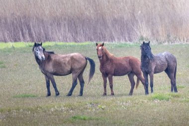 Yunanistan 'daki Evros Delta Ulusal Parkı' nda vahşi at sürüsü, çevre felaketi, nesli tükenmekte olan türler..