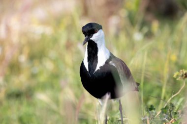 Spur-winged lapwing plover or Vanellus spinosus bird in breeding period, National Park Evros Delta. clipart