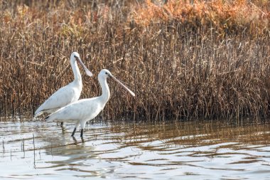 Eurasian spoonbill or Platalea leucorodia on Evros Delta wetland National park Greece, winter bird migration. clipart