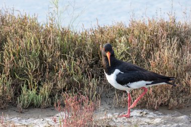 Üreme döneminde Avrasya istiridye yakalayıcısı veya Haematopus ostralegus kuşu, Ulusal Park Evros Delta.