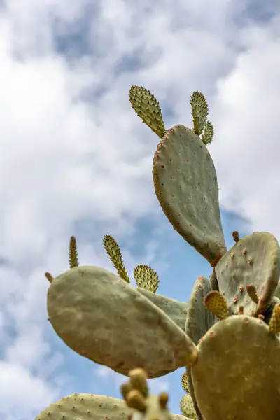 stock image Opuntia ficus-indica or the Indian fig opuntia or prickly pear a species of cactus, domesticated plant grown in agricultural area.