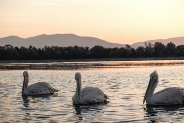 Yunanistan 'daki Kerkini Gölü Ulusal Parkı' nda göç sezonunda Dalmaçyalı pelikan veya Pelecanus crispus.