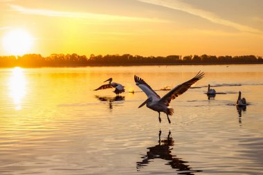 Kerkini Gölü Ulusal Parkı 'nda uçan Dalmaçyalı pelikan veya Pelecanus' un siluetleri, Yunanistan 'ın gündoğumu ve günbatımı renkleri.