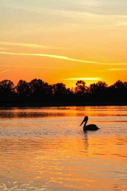 Yunanistan 'ın Kerkini Gölü Ulusal Parkı' ndaki bir grup Dalmaçyalı pelikan veya Pelecanus 'un gündoğumu ve günbatımı renklerinde siluetleri.