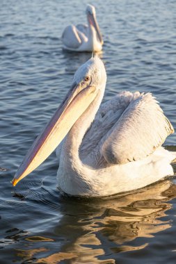 Yunanistan 'ın Kerkini Gölü Ulusal Parkı' ndaki göç sezonunda bir Dalmaçyalı pelikan veya Pelecanus crispus 'un yakın portresi.