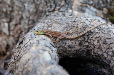 Balkan yeşil kertenkele ya da lacerta trilineata ağaç gövdesinde oturuyor, bulanık kahverengi arka plan.