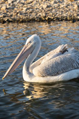 Yunanistan 'ın Kerkini Gölü Ulusal Parkı' ndaki göç sezonunda bir Dalmaçyalı pelikan veya Pelecanus crispus 'un yakın portresi.