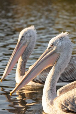 Yunanistan 'ın Kerkini Gölü Ulusal Parkı' ndaki göç sezonunda bir Dalmaçyalı pelikan veya Pelecanus crispus 'un yakın portresi.