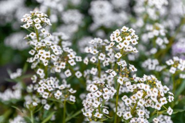 Beyaz, pembe ya da mavi Lobularia maritima veya Alyssum maritimum, tatlı alkalssum veya Alison, bahçede ve toprak kuyusunda yetişen düşük çiçekli bir bitki türü..