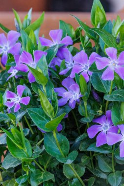 Vinca major or bigleaf periwinkle, large periwinkle, greater periwinkle and blue periwinkle, family Apocynaceae, native to the western Mediterranean, flower in the garden and landshaft design. clipart