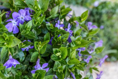Vinca major ya da büyük yaprak menekşe, büyük menekşe, büyük menekşe ve mavi menekşe, Apocynaceae familyası, Batı Akdeniz 'e özgü, bahçede çiçek ve toprak kuyusu tasarımı.
