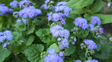 Ageratum houstonianum, known as flossflower, bluemink, goatweed, blueweed, pussy foot or Mexican paintbrush, is a annual plant grown as bedding in gardens landshaft design