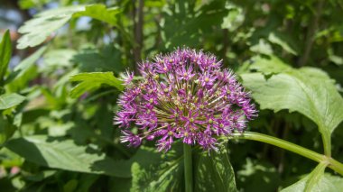 Blue or purple Allium is a large genus of monocotyledonous flowering in the family Amaryllidaceae, blooming spring and summer flower in the garden and landshaft design. clipart