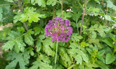 Mavi veya mor Allium, Amaryllidaceae familyasından, baharda ve yaz aylarında çiçek açan, bahçelerde ve arazi kuyusu dizaynında büyük bir türdür..