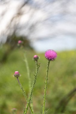 Silybum marianum veya süt devedikeni, kutsal süt devedikeni, Marian devedikeni, Mary devedikeni, Saint Marys devedikeni, Akdeniz süt devedikeni, İskoç devedikeni, ilaç ve ilaç kullanımı.