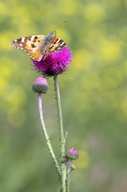 Silybum marianum veya süt devedikeni, kutsal süt devedikeni, Marian devedikeni, Mary devedikeni, Saint Marys devedikeni, Akdeniz süt devedikeni, İskoç devedikeni, ilaç ve ilaç kullanımı, kelebek kullanımı,.