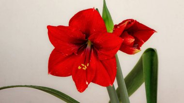 Red Hippeastrum or Amaryllis reginae flower perennial herbaceous bulbous plant, Amaryllidaceae family, native to Venezuela, Bolivia, Peru and Brazil, in the garden and landshaft design. clipart