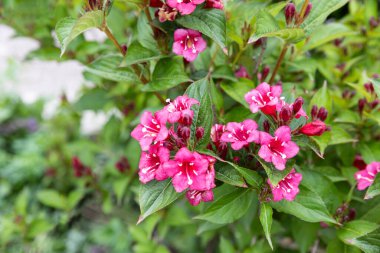 Pink Weigela florida or hortensis deciduous shrub in family Caprifoliaceae, flower in the garden and landshaft design. clipart