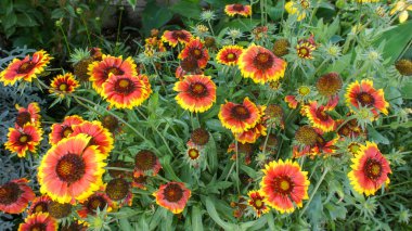 Gaillardia aristata is a North American, sunflower family, known by blanketflower and common gaillardia, flower in the garden and landshaft design. clipart