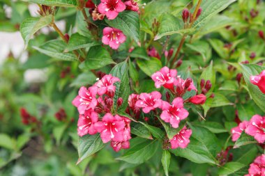 Pink Weigela florida or hortensis deciduous shrub in family Caprifoliaceae, flower in the garden and landshaft design. clipart