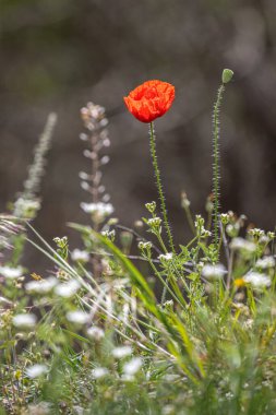 Yakın plan ve makro papaveraceae ya da tarlada haşhaş ailesi kırmızı çiçekleri, Bokeh tonlu güzel bir arka plan..