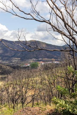 Kirki Evros Yunanistan, büyük çaplı orman ve dağ restorasyonu, çevre felaketi, Parnitha Dağı, Rodopi Dağı, Evia, Kanada, Amazon, Los Angeles ve Kaliforniya 'da yaşanan büyük yangınlardan sonra toparlanıyor.