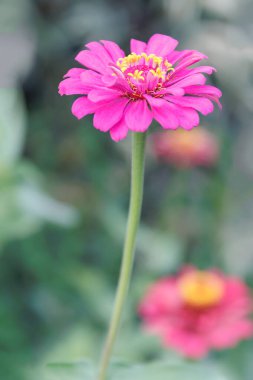 Spring summer red yellow pink flower or elegans or Zinnia violacea is an annual flowering plant in the family Asteraceae native to Mexico, in the garden and landshaft or landscape architecture design. clipart