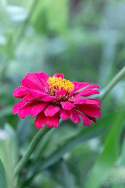 Spring summer red yellow pink flower or elegans or Zinnia violacea is an annual flowering plant in the family Asteraceae native to Mexico, in the garden and landshaft or landscape architecture design. clipart