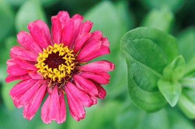 Yaz mevsimi kırmızı pembe çiçek veya zarafet (