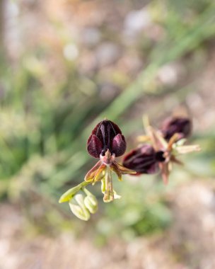 İlkbahar mor çiçekleri Orkis purpurea, mascula, Ophrys araknitiforis, Orchis simia, ormanda, yeşil bulanık arka plan.