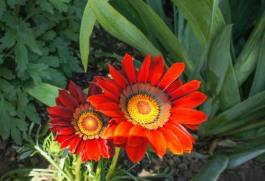 Güney Afrika 'ya özgü Asteraceae familyasından kırmızı ve turuncu Gazania linearis çiçeği, bahçe ve toprak kuyusu tasarımı için ideal..